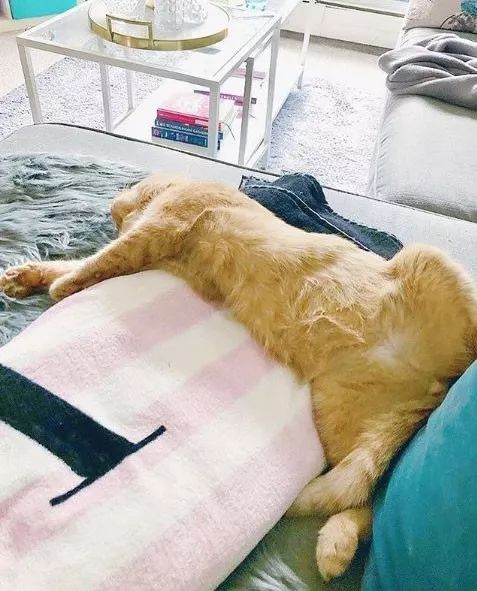 房东不准养猫谁能把猫领养,租房时房东不让养猫然后发了图片