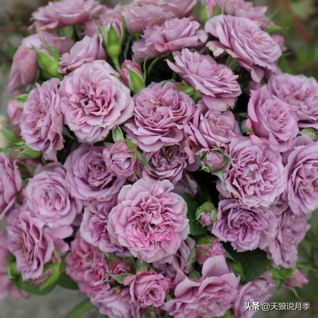 四月最浪漫的蔷薇花,最浪漫的四月花