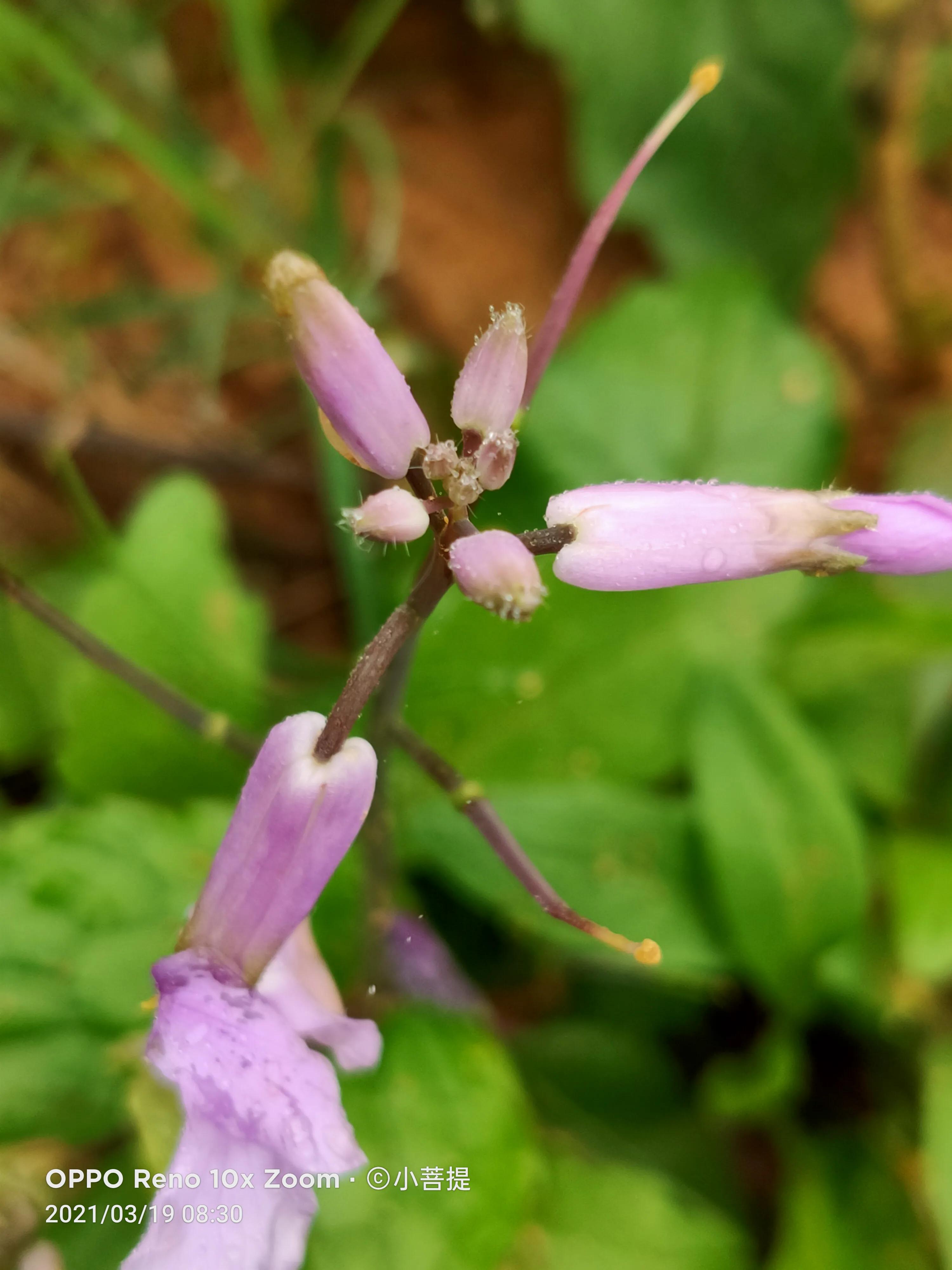 这种植物为成就蜀国屡次北伐功不可没