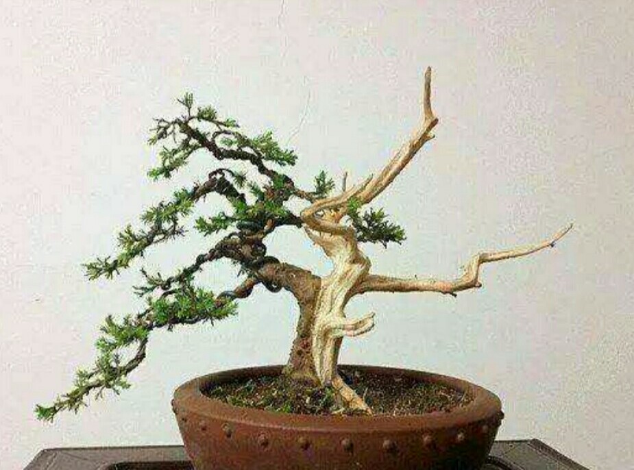 盆景造型的蟠扎弯曲方法图解,盆景漂亮的根是怎么做出来的