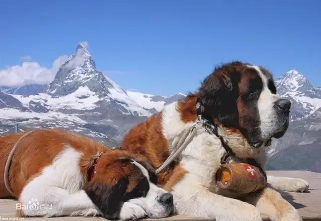 各国猛犬品种排名,各国品种猛犬