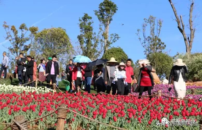 太热闹!弥勒花海、人海、车海、舞海...这些人上镜了!