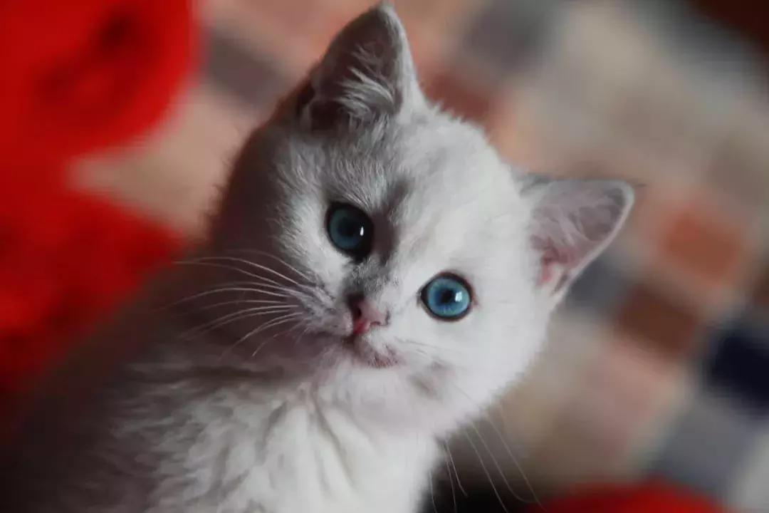 夏末秋初，刘三姐的英短咪咪，邂逅梁实秋的白猫王子