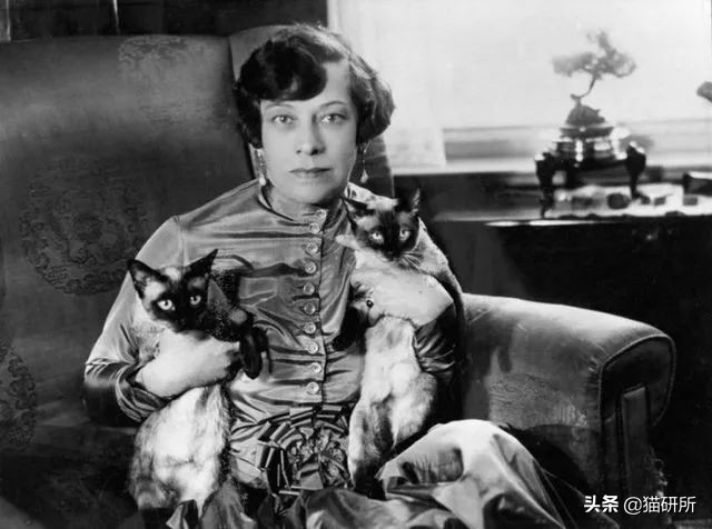 猫砂世界最重要的发明之一,为什么说猫砂是伟大的发明