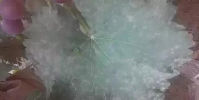 葡萄红蜘蛛病害图片,葡萄病害常用杀菌剂
