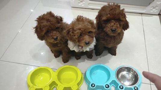 挑食的泰迪吃哪种狗粮,泰迪挑食泡狗粮用勺子喂