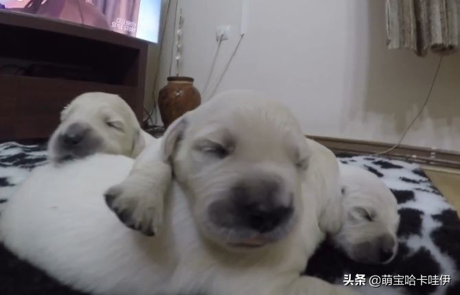 金毛生了十四只宝宝,金毛生了九只小宝宝