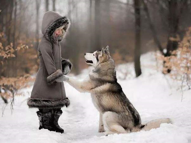 哈士奇到底能不能训练,不听话的哈士奇应该怎么训