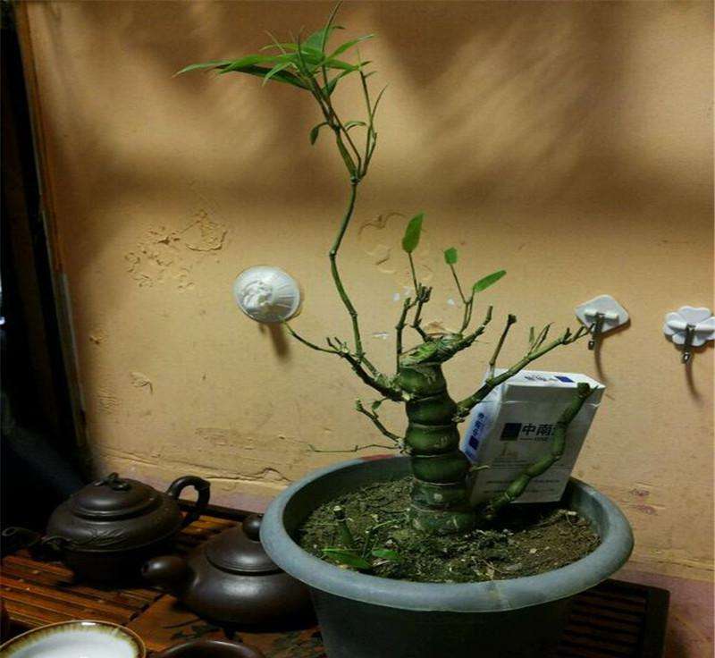 罗汉竹盆景怎么养护,观赏罗汉竹形状是啥样
