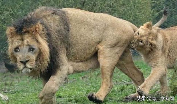 母狮一天发情40次,还追着公狮咬蛋蛋?根本不是这样啊....