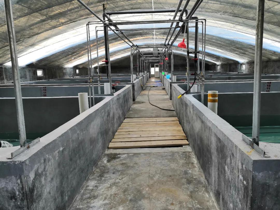 2019南美白对虾养殖形势,2021南美白对虾病害