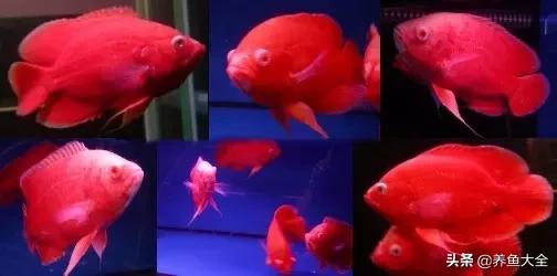 教你识鱼,地图鱼辨别