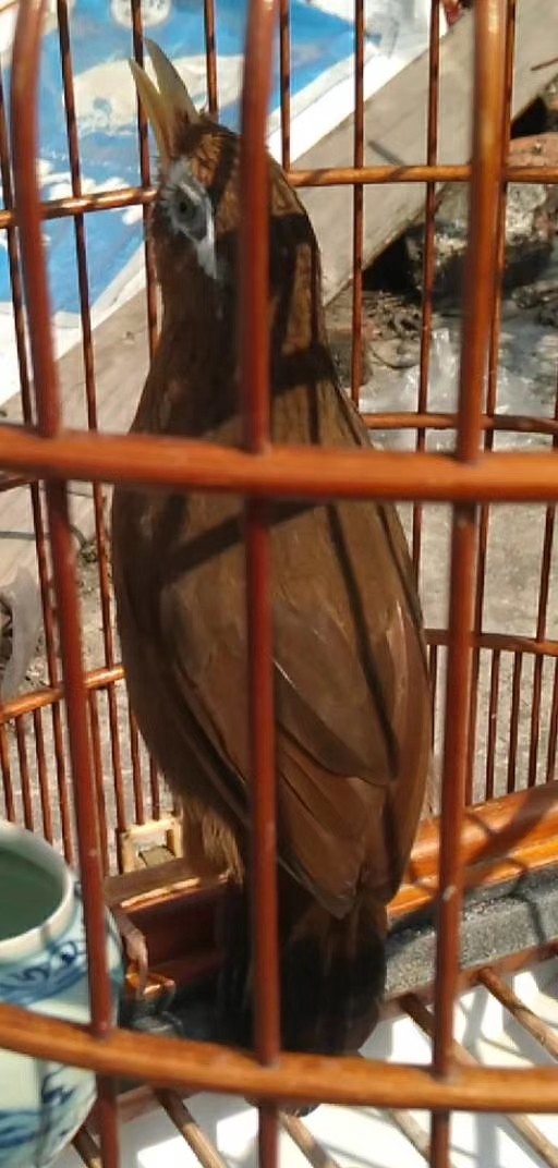 画眉鸟眼睛细致讲解图片,如何选择画眉鸟的眼砂和眼水