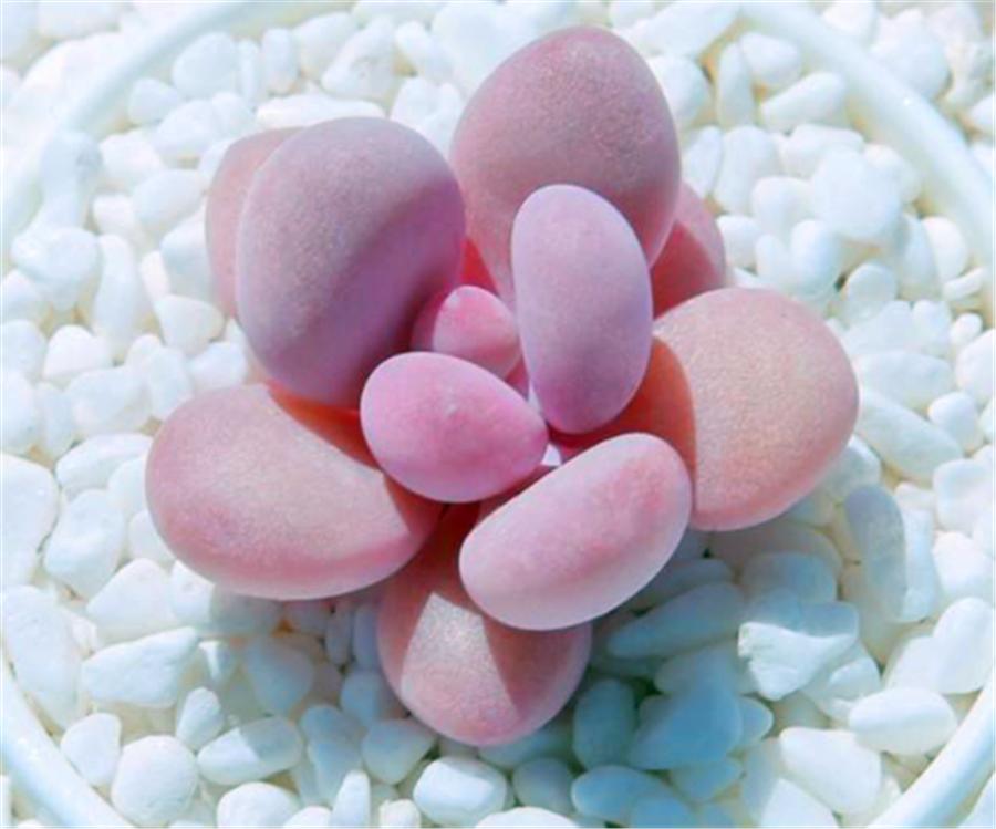 桃蛋叶片黑腐的原因是什么,桃蛋叶片化水怎么处理