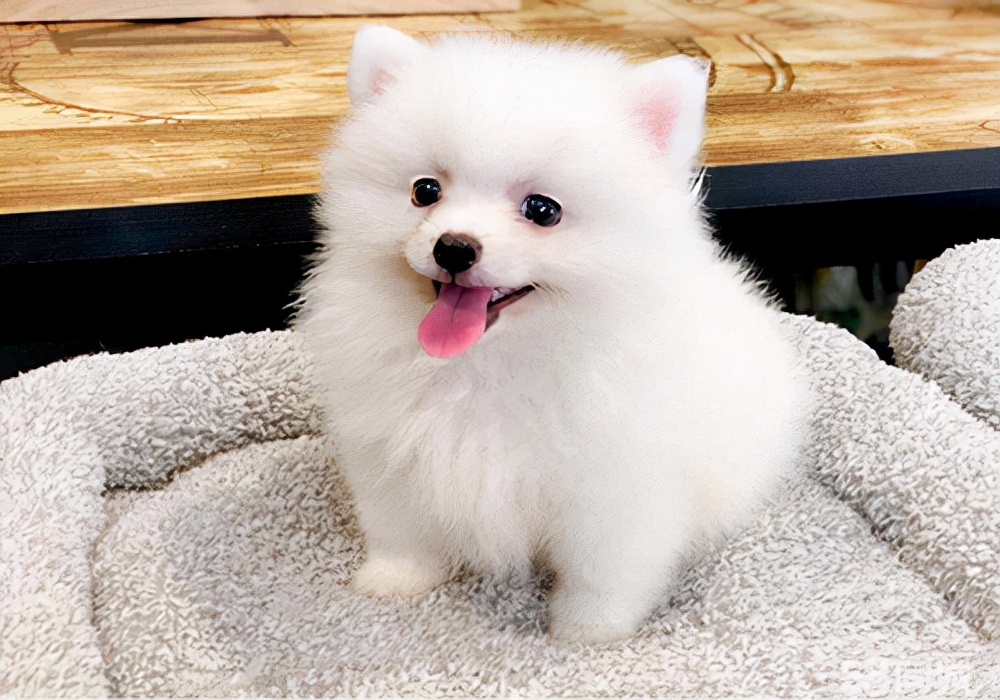 狗拉稀到死亡不到一天是什么病,四十多天小狗拉稀怎么办