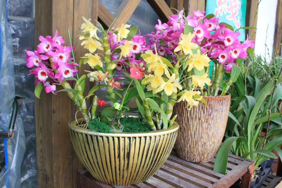 客厅散光适合养什么花,什么花适合常年放在散光阴凉处