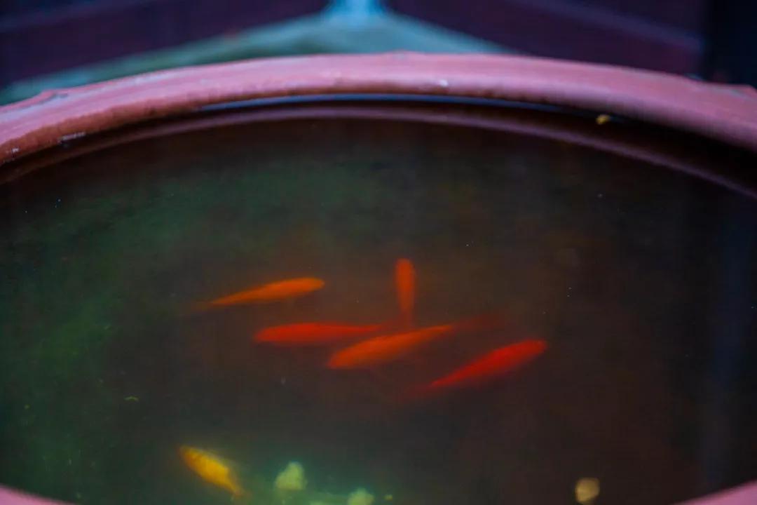 南京腊梅最佳观赏时间,南京赏梅花景点推荐