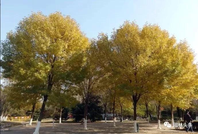 树木倾斜哪个部门处理,树木东倒西歪怎么办