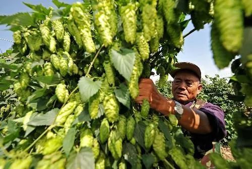 姣嶇尗鍓冩瘺缂撹В鍙戞儏,姣嶇尗鍙戞儏鍓冩瘺鎬庝箞缂撹В