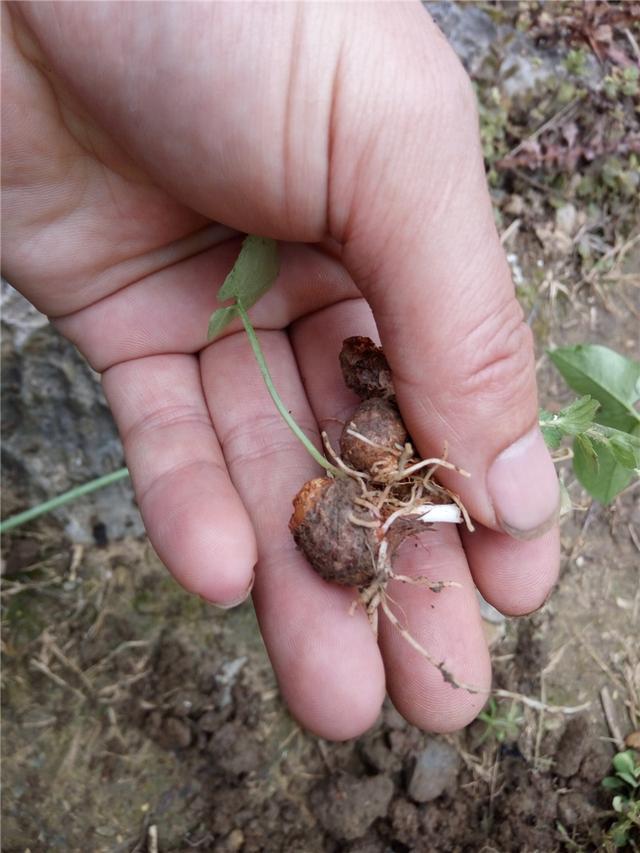 80骞翠唬灏忓鎸栨爲鏍瑰崠,鍐滄潙灏忔椂鍊欏紕閲庤崏鍗栭挶