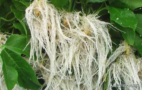 根系一般分为直根和须根,怎么从作物根须判断病虫缺素症