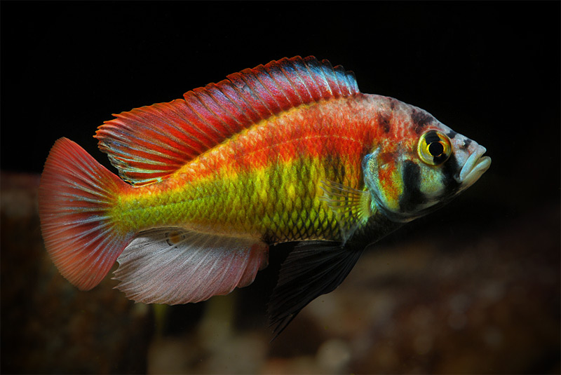 冷门高端观赏鱼有哪些鱼,比较好养的冷门观赏鱼小鱼