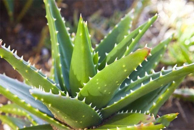 芦荟的种植方法和作用,种植的芦荟有哪些作用
