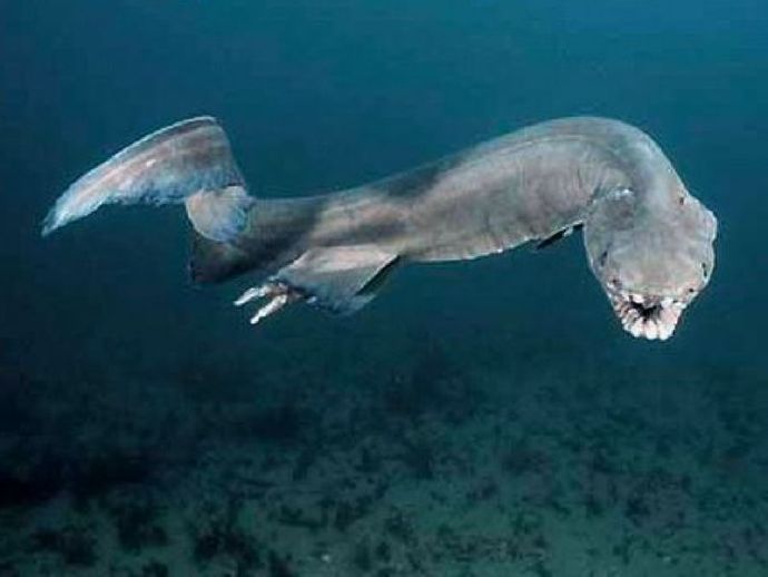 鲨鱼的种类及名称视频,鲨鱼的种类和生活习性
