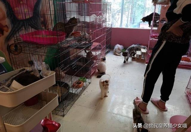 强迫接客，生病被弃，猫咖中猫咪的生存真相，根本没有那么光鲜