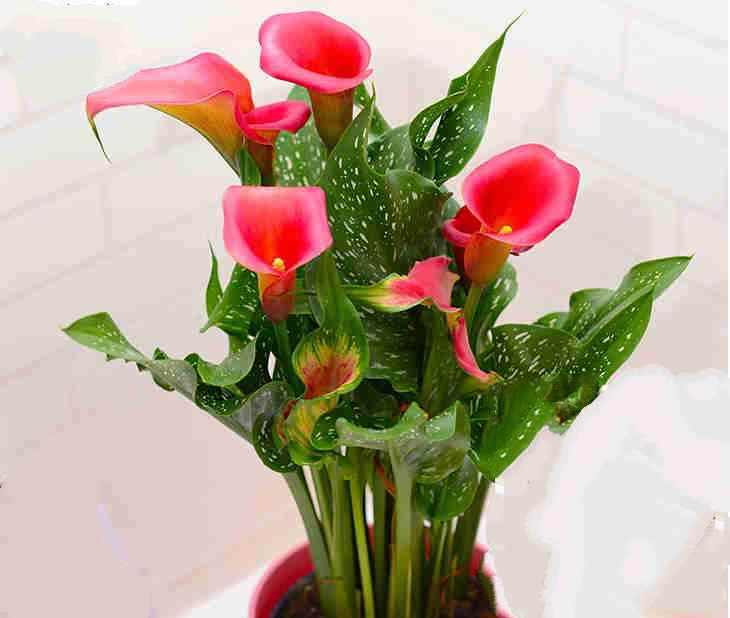 马蹄莲可以种在屋里吗,马蹄莲可以放屋里吗