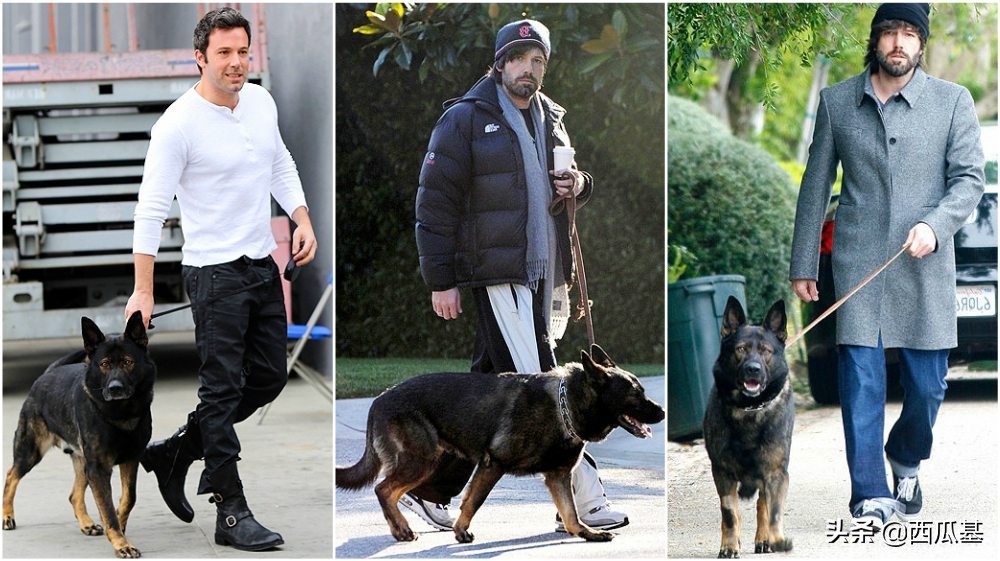 各大明星都养什么狗,公认最好养的十种狗大型犬