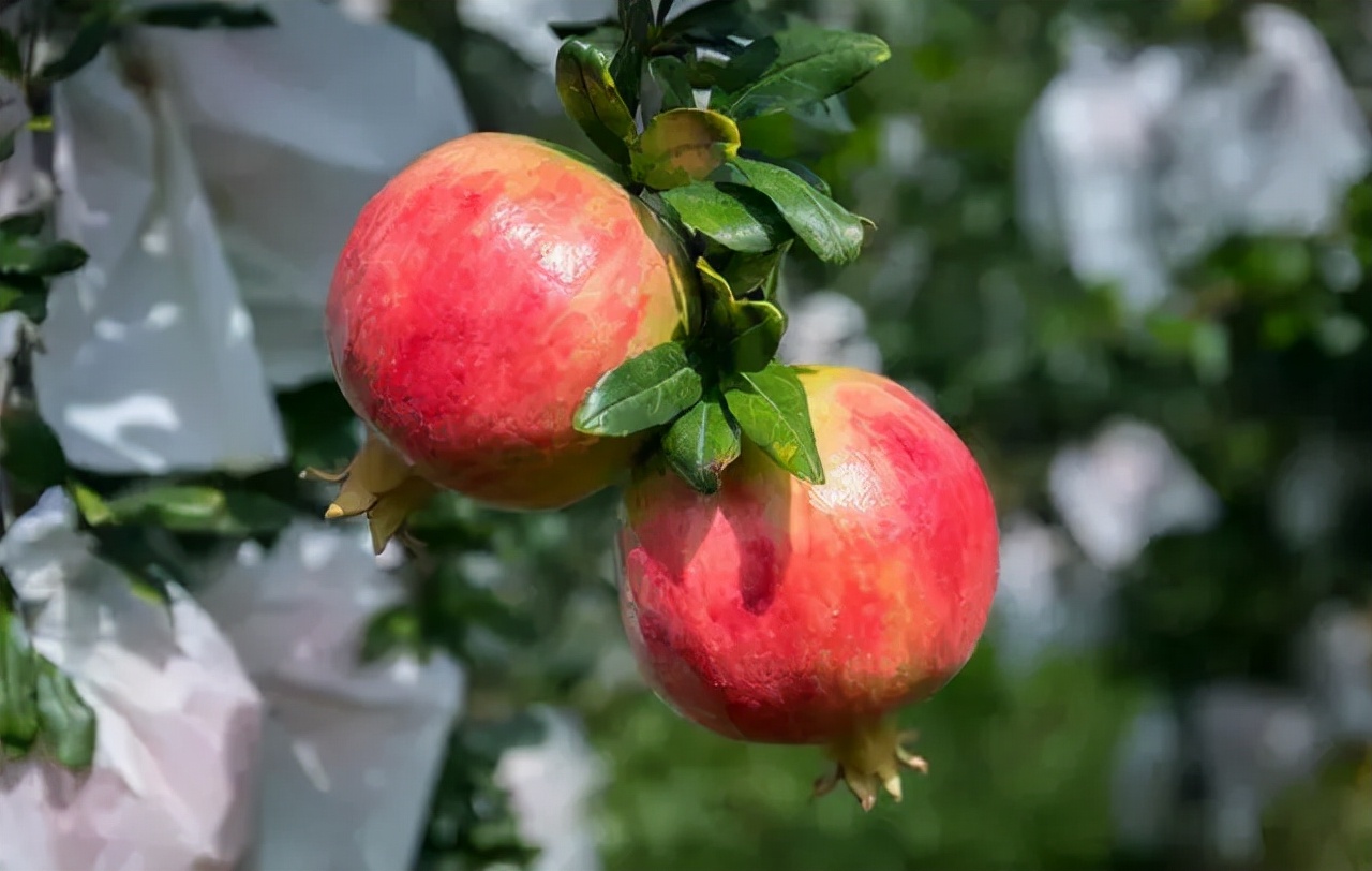 超甜不用吐籽的石榴你吃了吗,不用吐籽的石榴不白吃