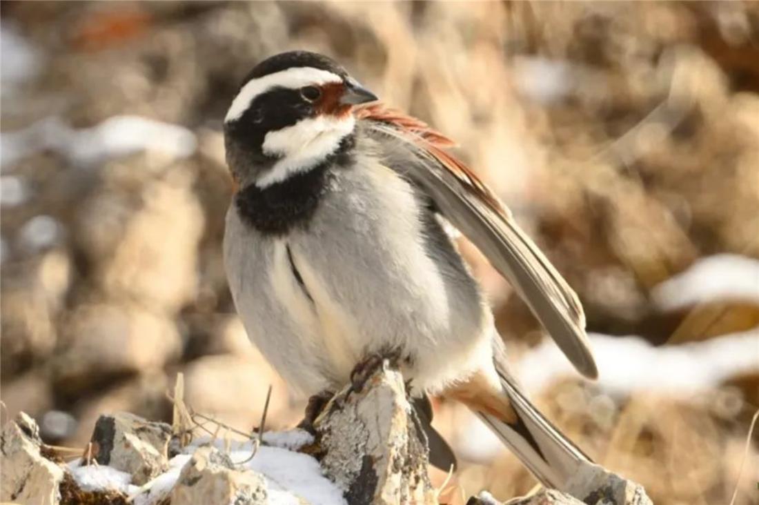 钘忛箑涓轰綍鍦ㄩ噹鐗︾墰鐨勮剼鍗伴噷绛戝发,钘忛箑鏄粈涔堥笩