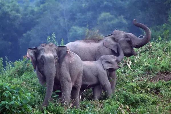 中国亚洲象罕见向北迁徙的原因,云南亚洲象为什么向北迁徙