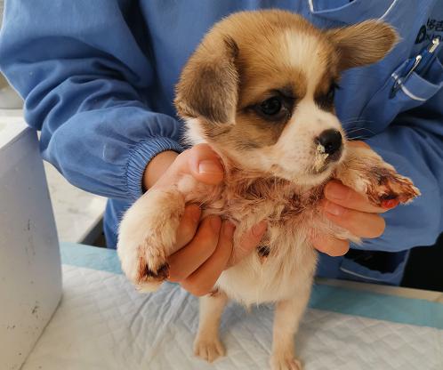 小狗被灌502胶水,11只小奶狗被502胶水伤害