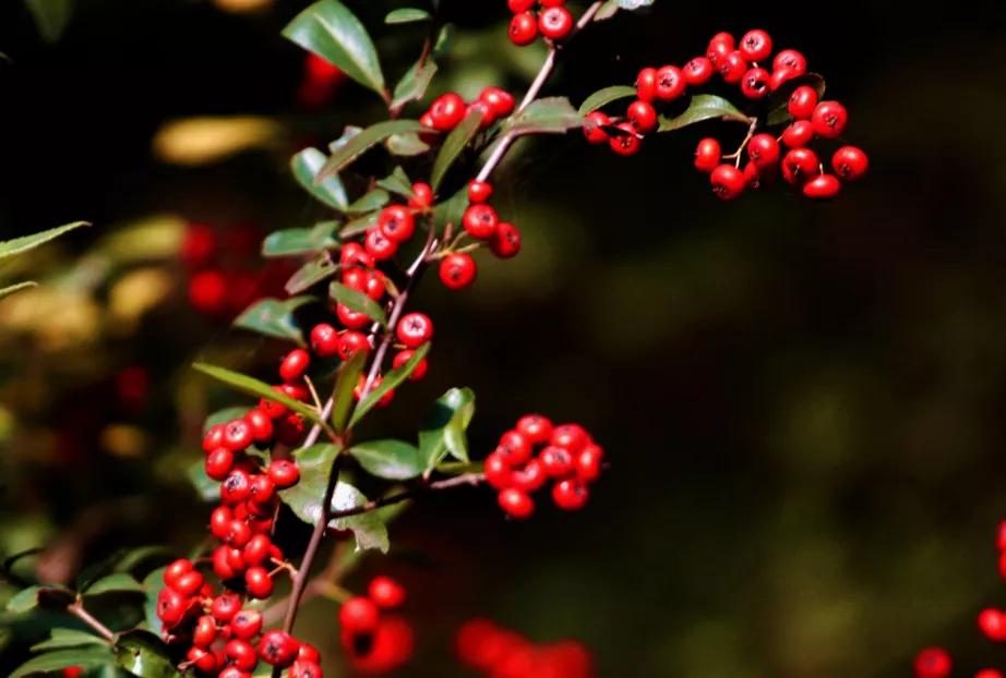 迟子建散文经典美句摘抄,好时光悄悄溜走迟子建