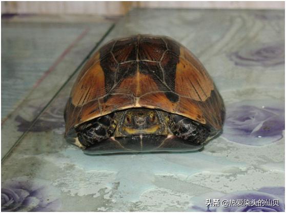 蛋龟好养程度排行,什么环境养窄桥蛋龟容易发色