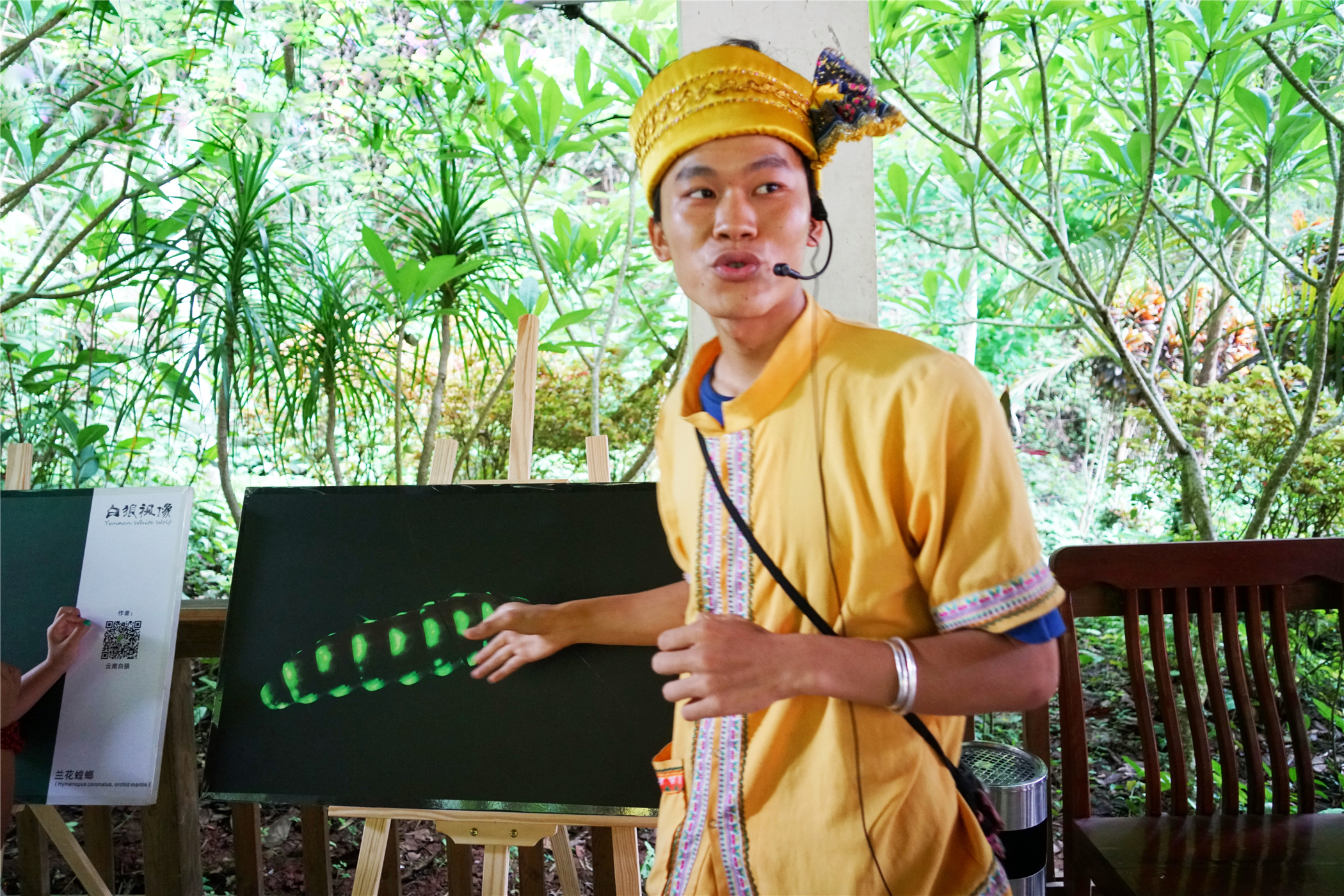 热带雨林丛林深处望天树图片,热带雨林中的望天树
