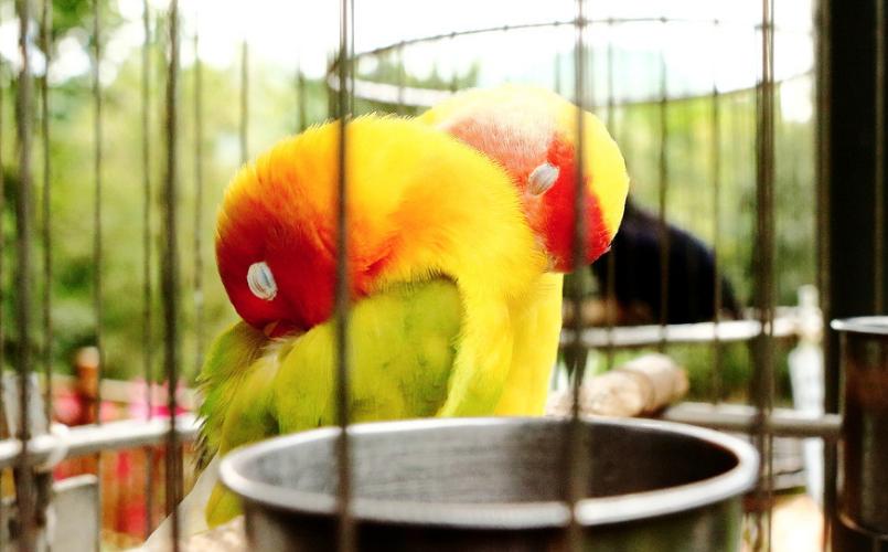 鹦鹉拉的稀的是怎么回事,牡丹鹦鹉雏鸟拉绿稀便