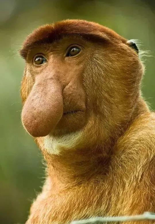 全世界总共有几种猴子,世界上最稀有的猴子是哪种猴子