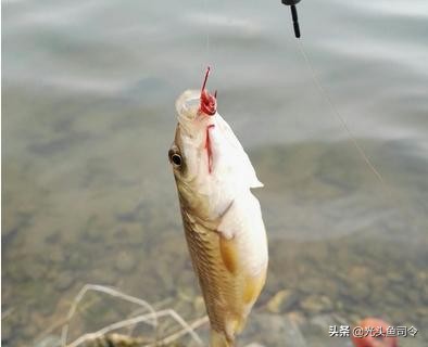 一竿一线一盒蚯蚓，打遍各种水域无敌手，冬季最适用