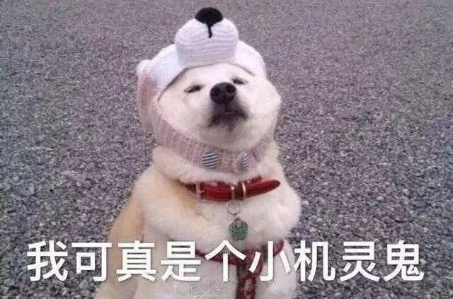 爱肯拿变爱肯狗，巅峰耍猴回E宠，安娜不提供售后，各种假代理