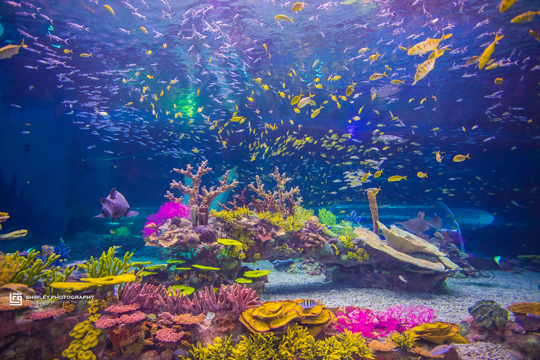 上海亲子旅游攻略迪士尼,上海迪士尼旅游推荐带孩子