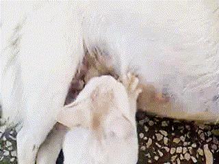 猫咪怎么教小猫咪踩奶,为什么猫咪学不会上马桶