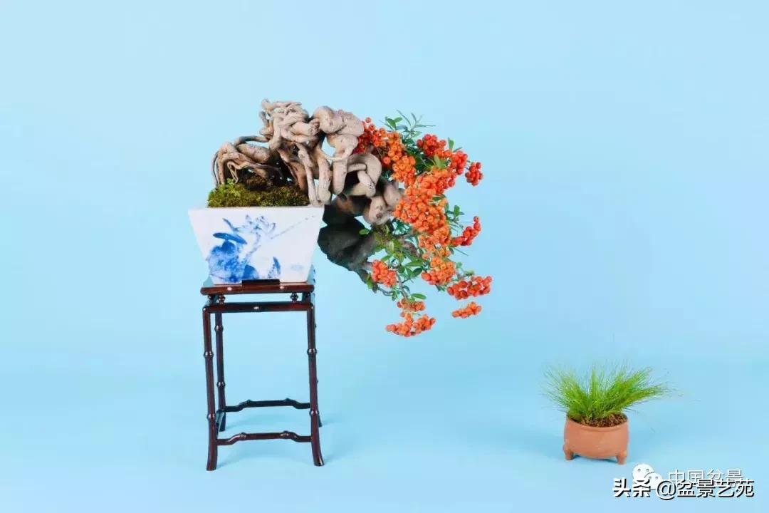 天生好养的36种盆景植物,什么植物盆景适合屋内养