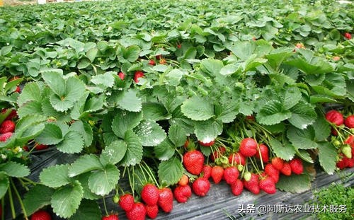 草莓定植缓苗有讲究,草莓定植需要施肥吗