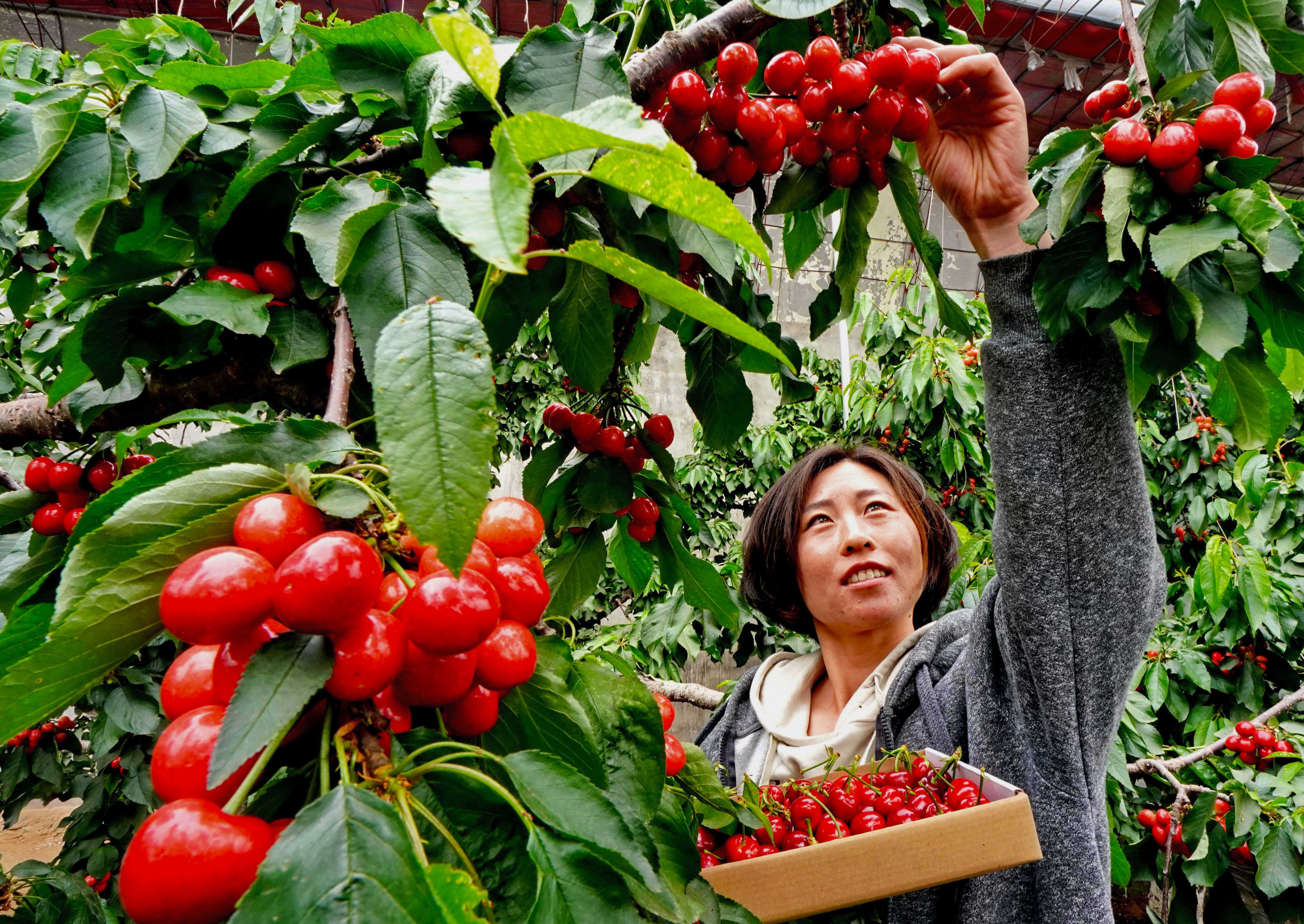种植樱桃带动群众致富业绩介绍,下岗工人创业2元糖葫芦年赚2千万