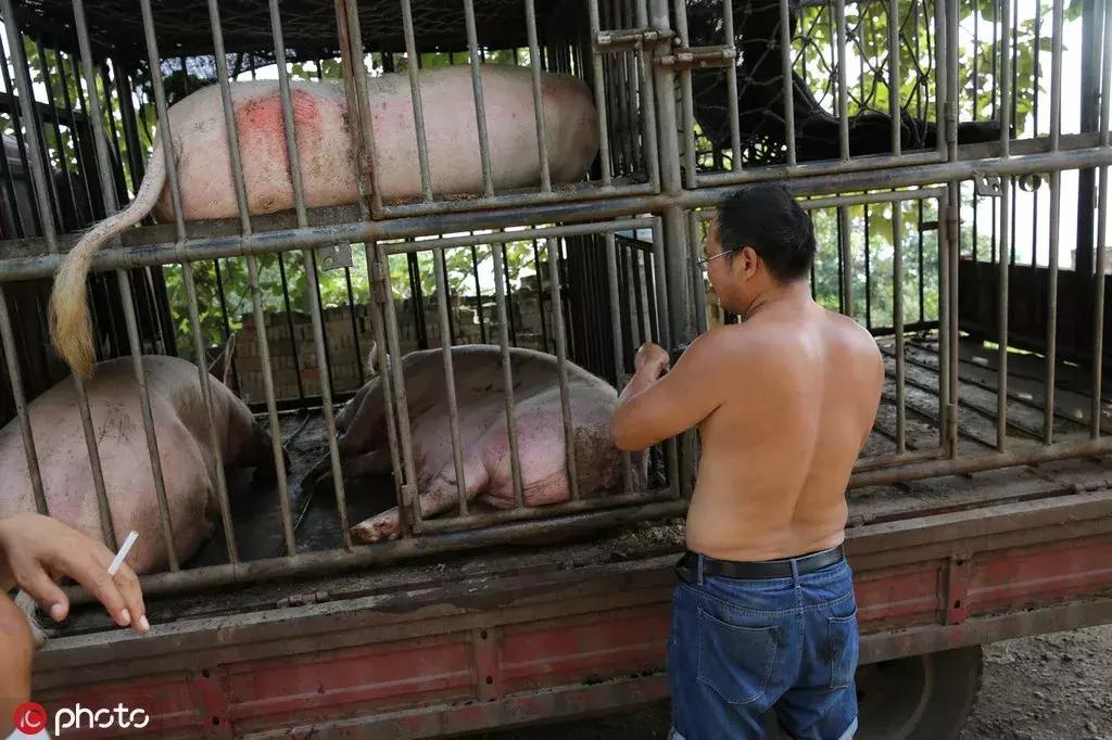 丁磊养的猪有什么,为什么丁磊喜欢养猪