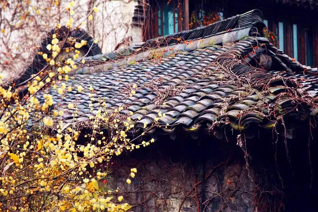 香雪海什么时候开放,香雪海惊艳了多少人