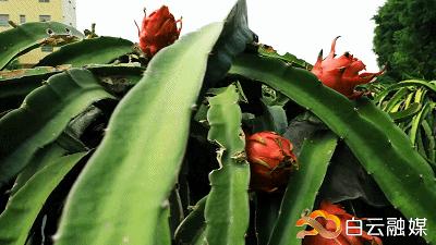 走在乡间小路观赏田园风光体验,看田园风景品乡间生活尝农家美食